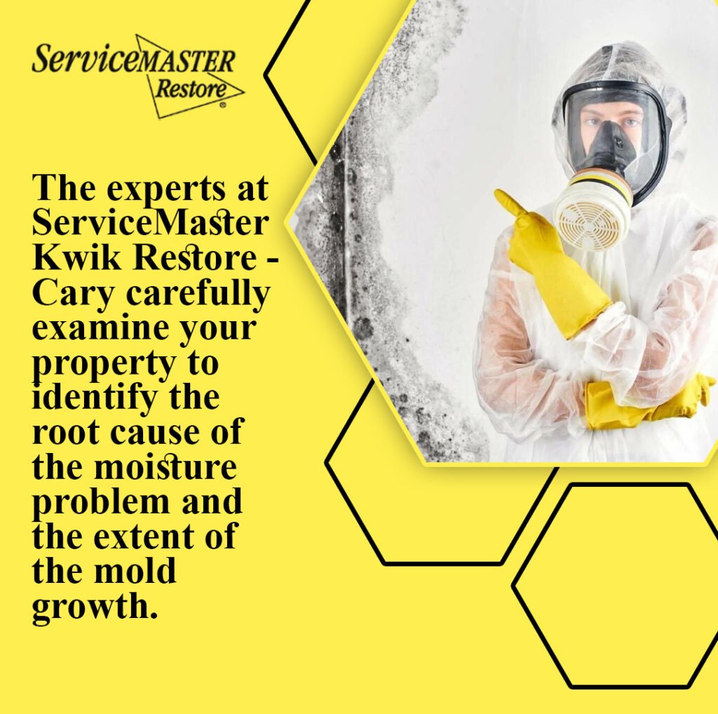 Mold Removal Services