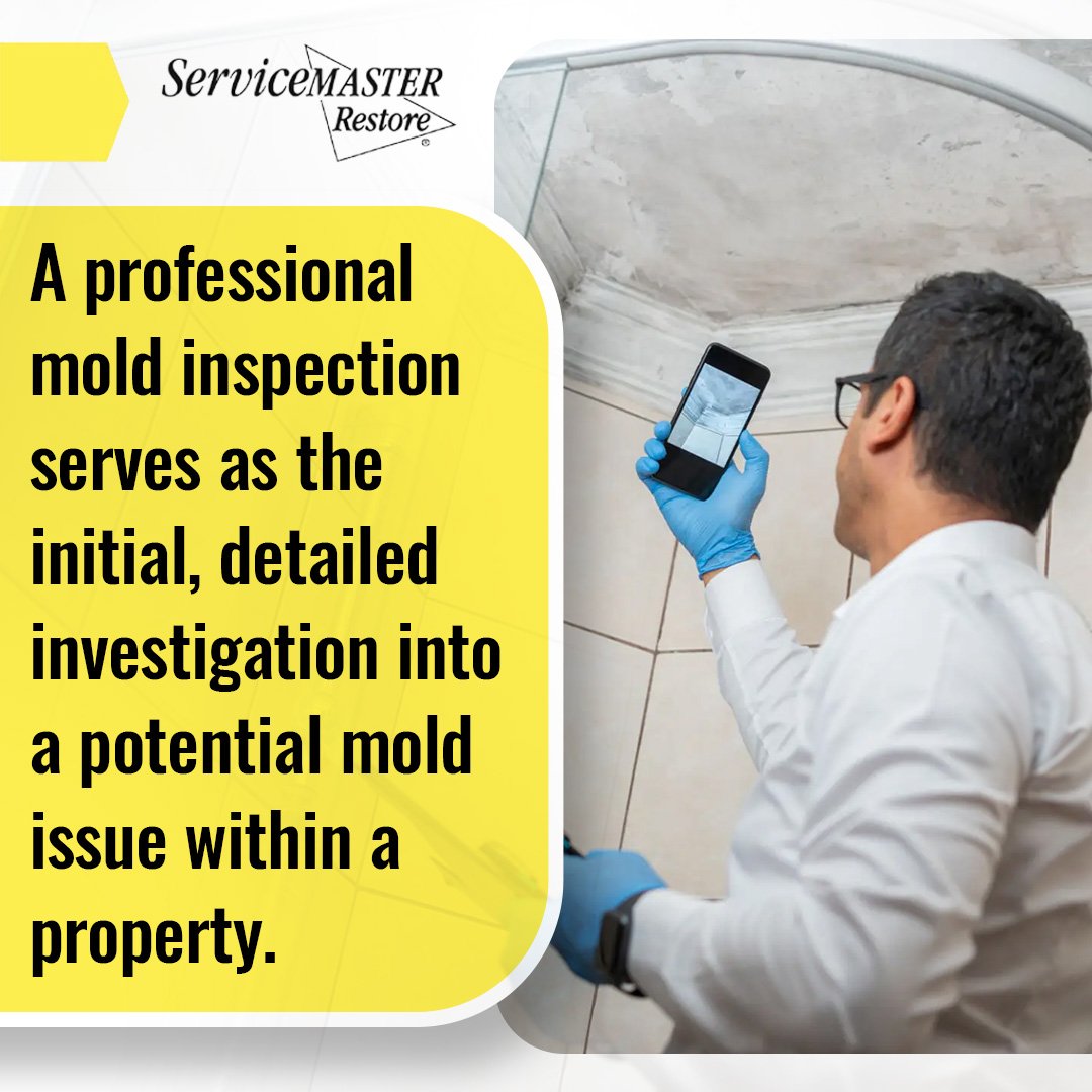 Mold Inspection and Mold Remediation How Are They Different Service